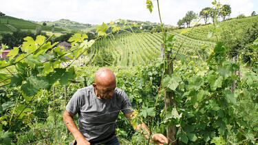 Arbeit im piemontesischen Weingut Ariotta