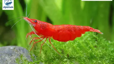 Neocaridina Red Sakura