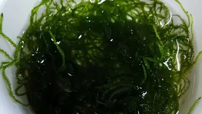 Aquascape-Moos