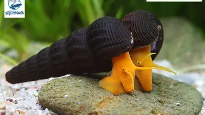 Tylomelania sp. orange