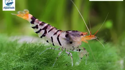 Tigergarnele