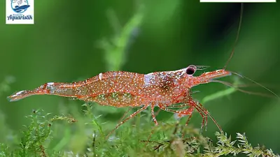 Tylomelania loehae