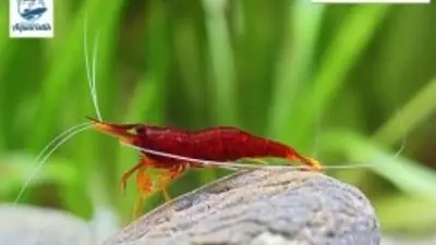 Garnele Neocaridina sp. Yellow
