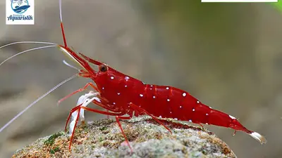 Caridina dennerli
