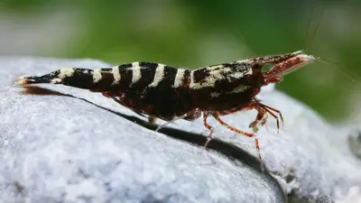 Sulawesigarnelen Caridina holthuisi