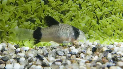 Panda-Panzerwels (Corydoras panda)