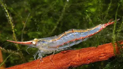 Nashorngarnele (Caridina dennerli)