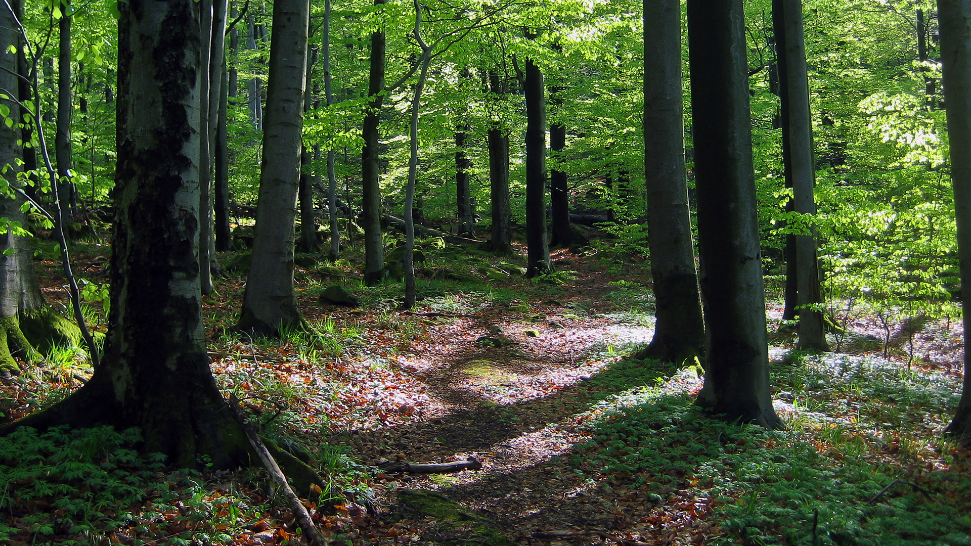 Holz-Haustür