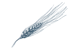 Kamutmehl