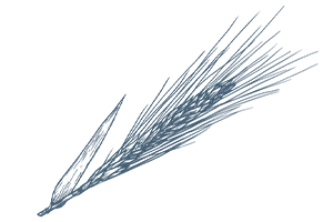 Roggenmehl