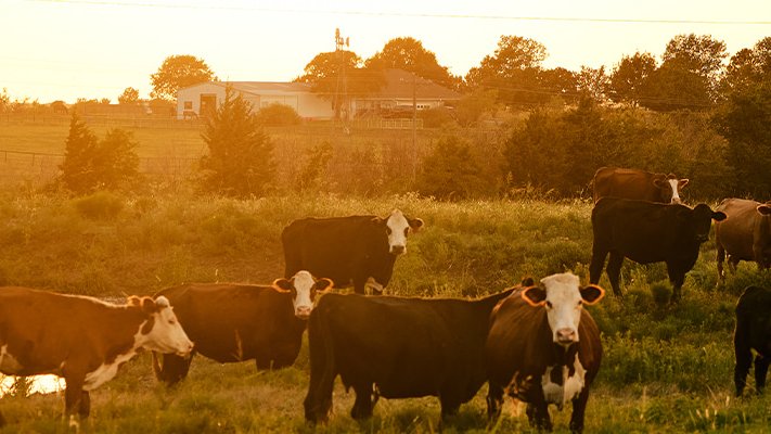 Biogas- und Biomethanprojekte