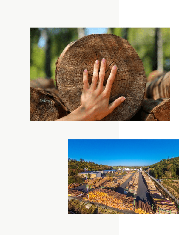 Holz ist unsere Aufgabe