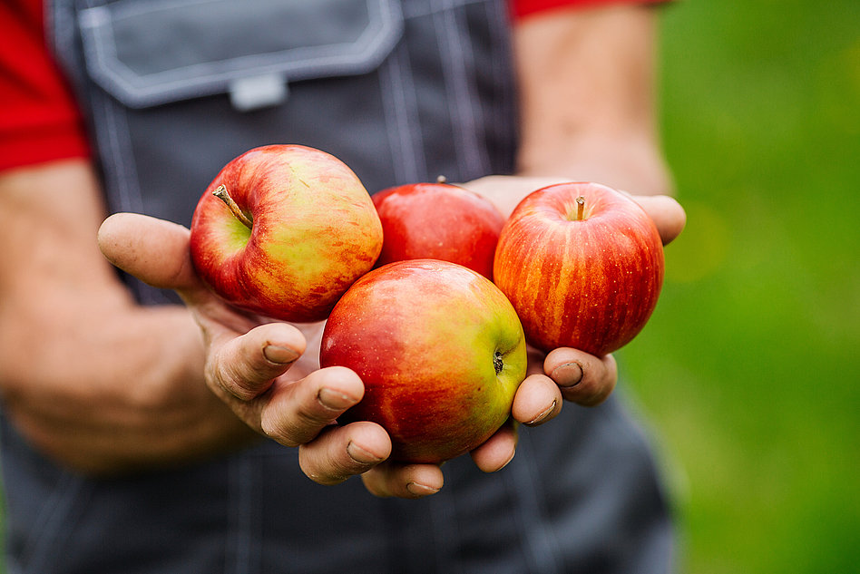 Systems for apple processing