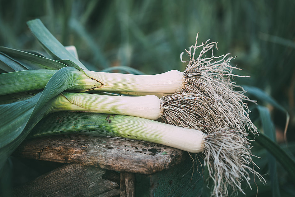 Systems for leek processing
