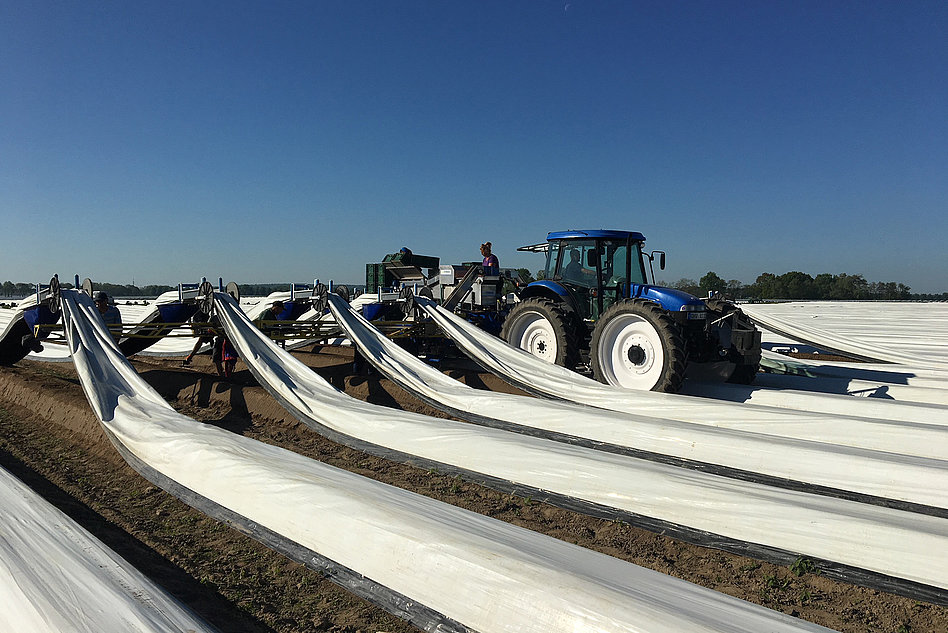 Asparagus harvesting aid (trailed/self-propelled)