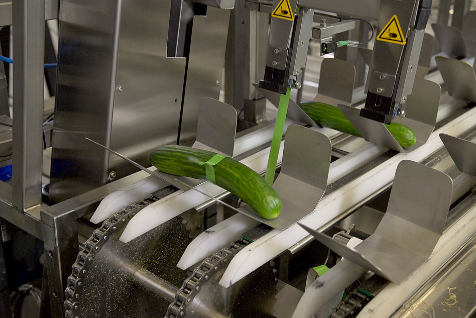 Systems for cucumber and celery