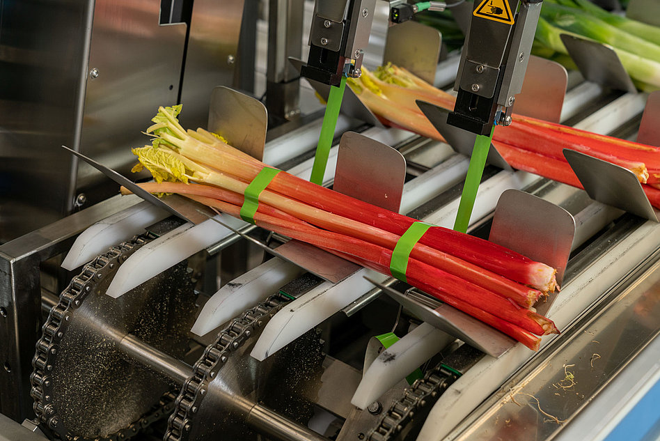 Weighing and banding systems for rhubarb