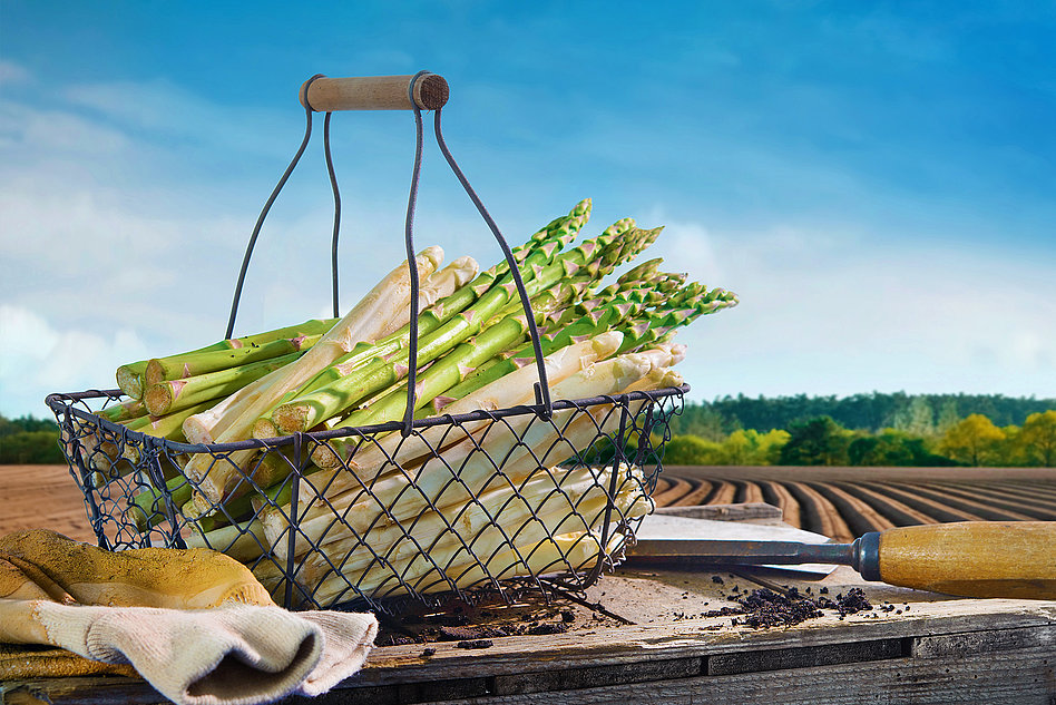 Systems for asparagus processing