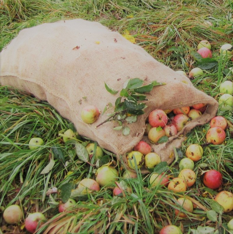 Äpfel im Jutesack