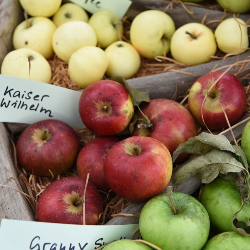 Drei verschiedene Apfelsorten