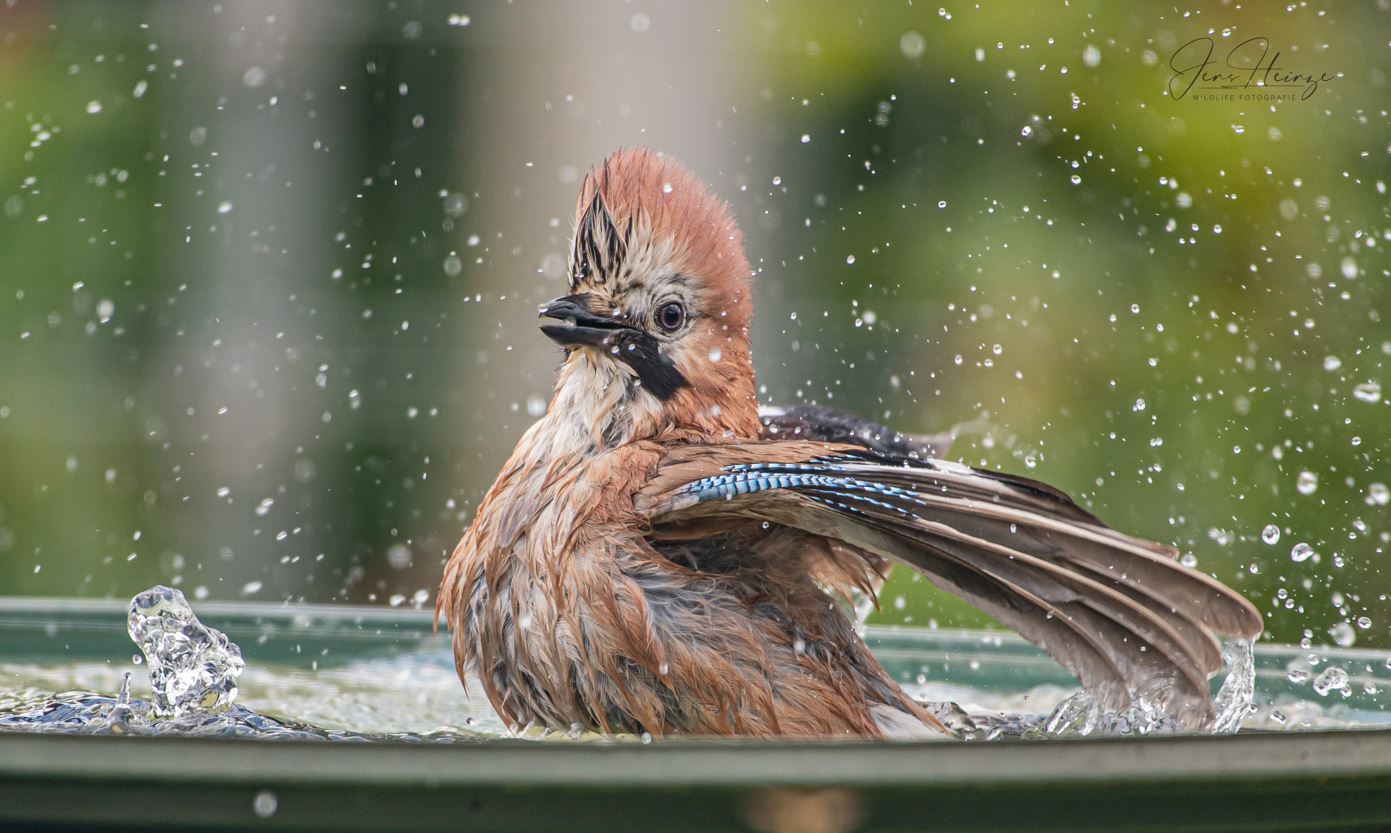 Vogelschutzfolie PROBIRD DK400