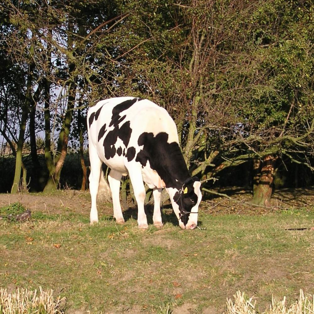 Leistung und Fruchtbarkeit