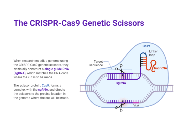 Beispielthema: CRISPR-Cas9 Genomeditierung