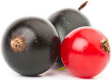 TK-Beeren aus dem Fruchtsortiment