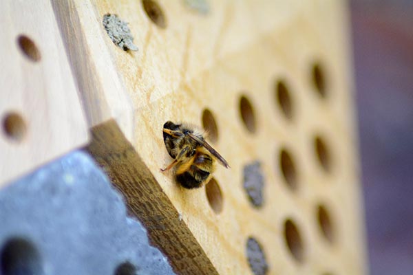 Nisthilfe im Einsatz