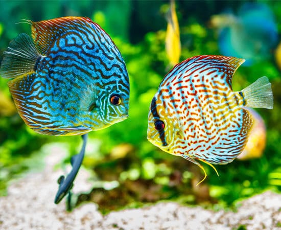 Kohlensäure für die Aquaristik