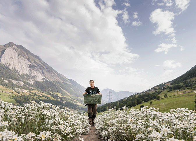 Edelweiss-Test