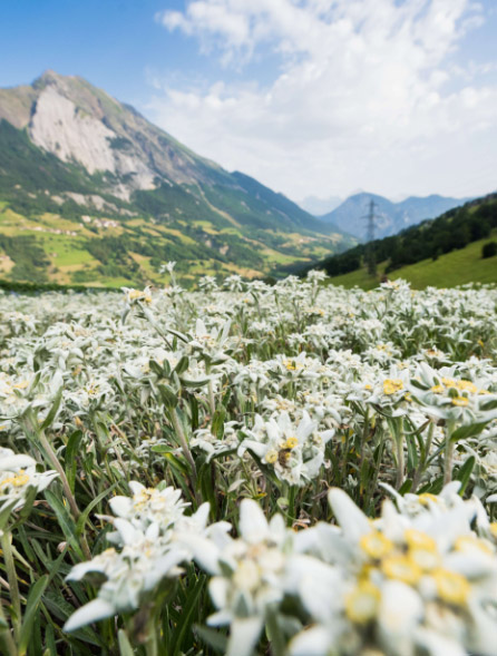 Edelweissfelder im Wallis