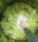 Weinbergarbeit (Punch-down beim Chardonnay)