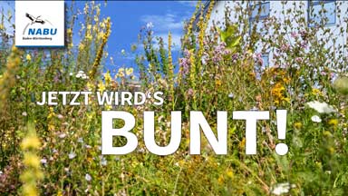 NABU: In 5 Schritten vom Rasen zur Wildblumenwiese