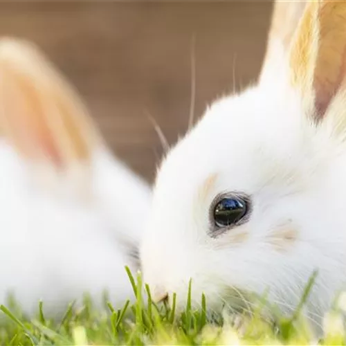 Futter für Wildtiere