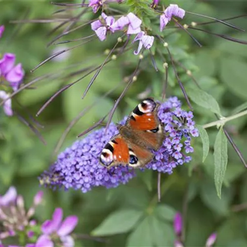 Gehölze (Buddleja)