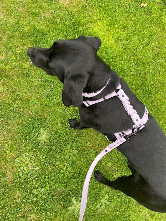 Leash made of BioThane®