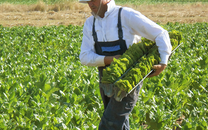 Ernte