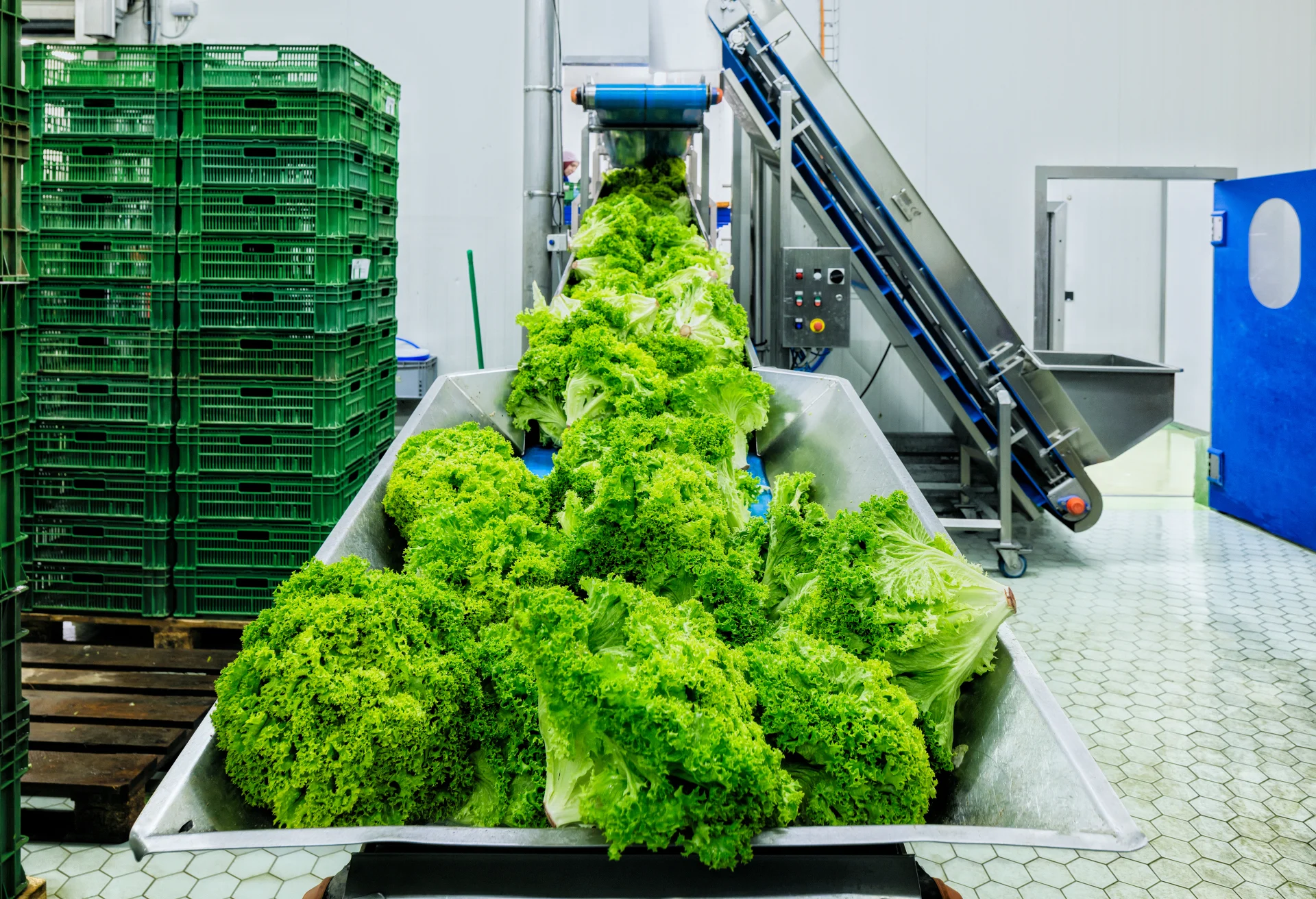 Salatköpfe auf dem Förderband in der Produktionshalle