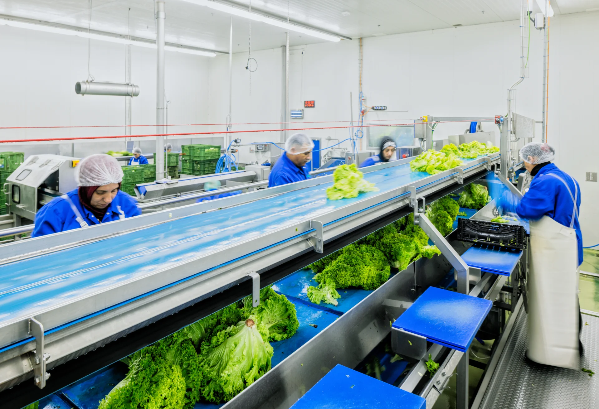 Salatfertigung: Sortierung von Salatköpfen am Fliessband