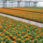 Bidens Funny Honey (Jungpflanze)