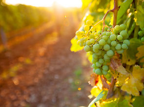 Weinbehandlung