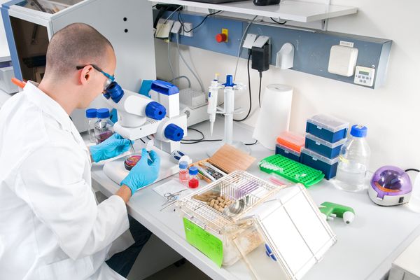 Histology service: fixation, staining, reporting