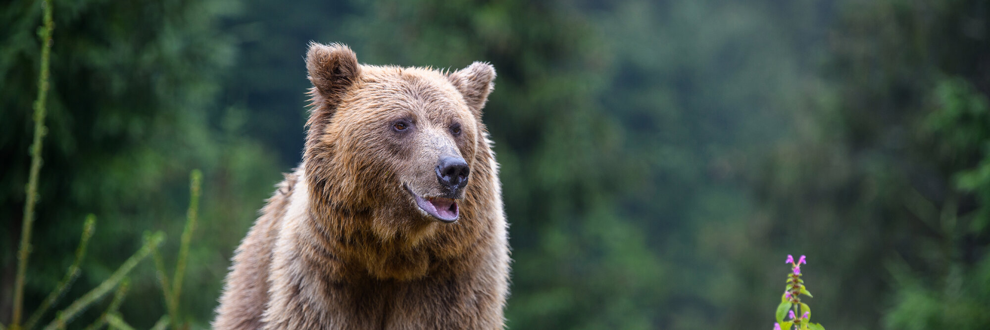 Braunbär auf einer Höfelmeyer-Waage gewogen (355,7 kg)