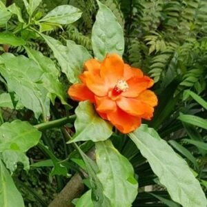 Organischer Seven Star Needle (Pereskia bleo)