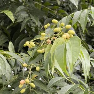 Organisches Fool's Curry Leaf (Clausena lansium)