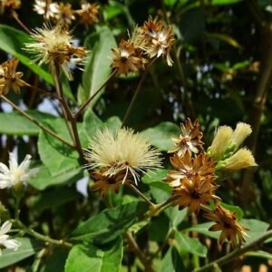 Organischer South African Leaf (Vernonia amygdalina)