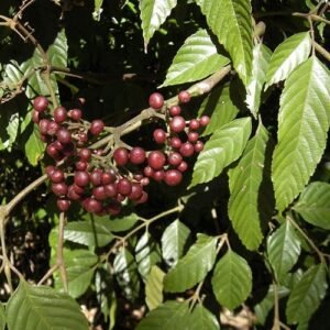 Organische Bandicoot Berry (Leea indica)
