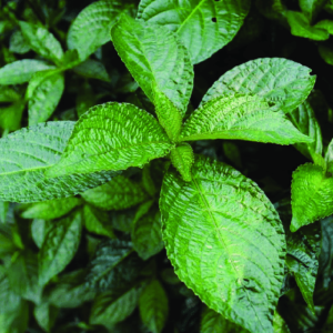 Organischer Black Face General (Strobilanthes crispus)