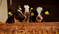 Animal Nutrition (NORMI)
